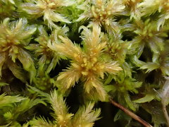 Sphagnum majus