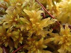 Sphagnum majus