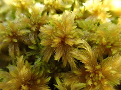 Sphagnum majus