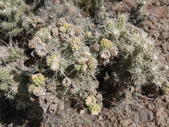Cylindropuntia multigeniculata