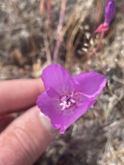 Clarkia lewisii