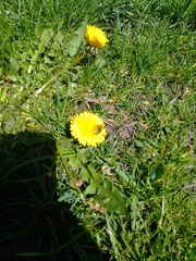 Taraxacum officinale