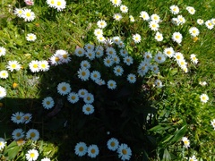 Bellis perennis