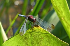 Erythrodiplax atroterminata