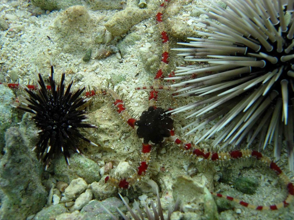 Ophiomastix elegans