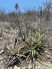 Agave aurea