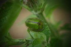 Physonota nitidicollis