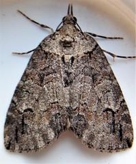 Hydriomena transfigurata