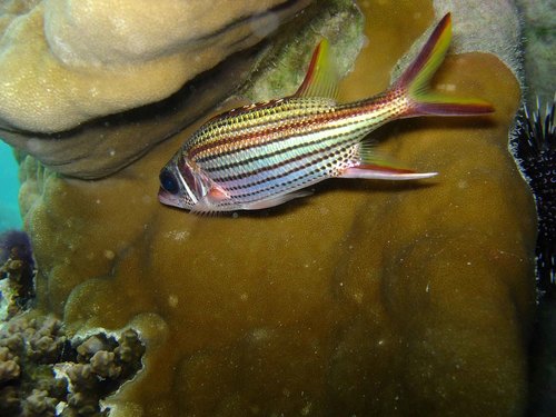 Sammara squirrelfish