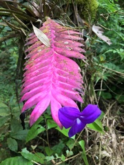 Wallisia pretiosa