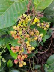 Davilla
