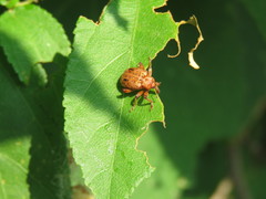 Phelypera distigma