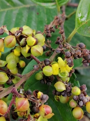 Davilla