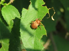 Phelypera distigma