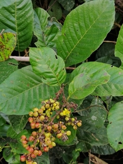 Davilla