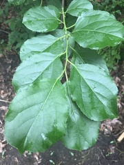 Celastrus orbiculatus