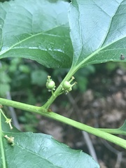 Celastrus orbiculatus