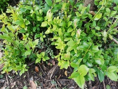 Laurelia sempervirens