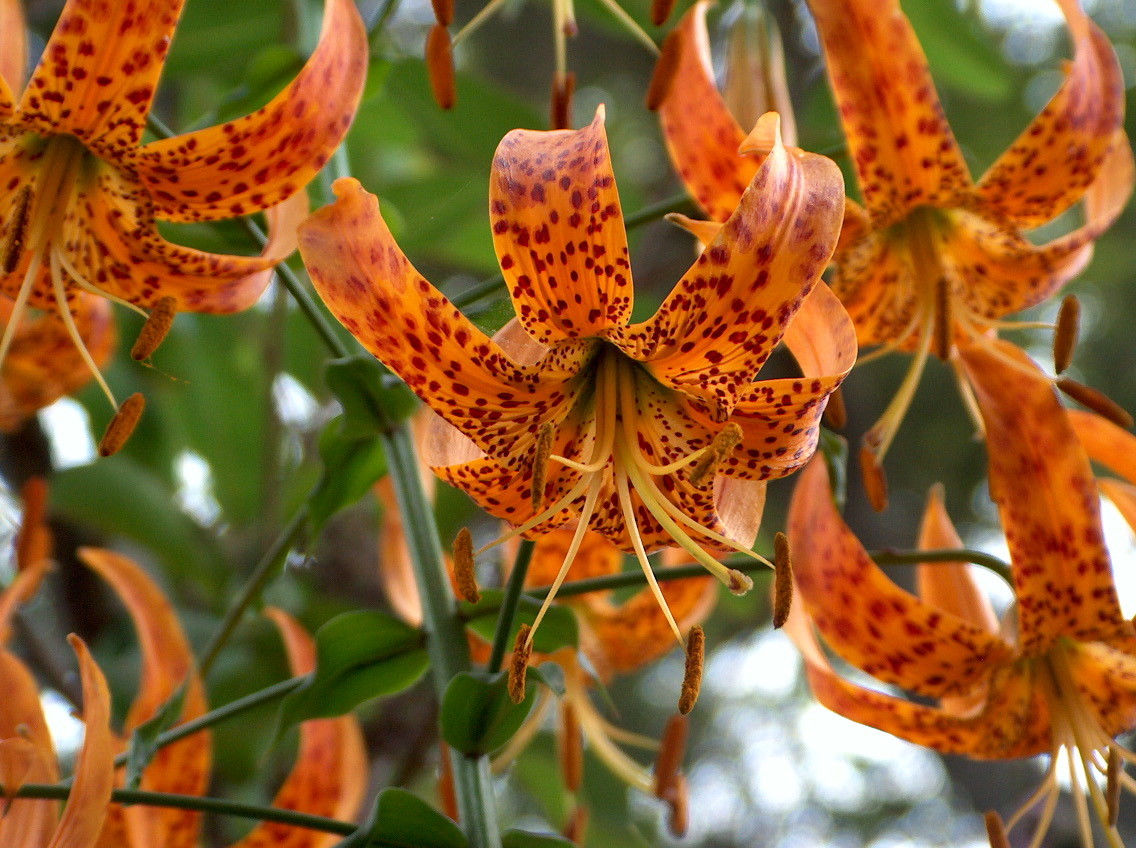 Lilium humboldtii ssp. ocellatum