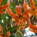 Lilium humboldtii ocellatum - Photo (c) Joe Decruyenaere, μερικά δικαιώματα διατηρούνται (CC BY-SA)