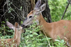 Odocoileus virginianus