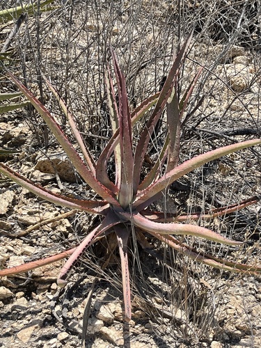 Baja California Sur Century Agave