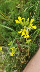 Erysimum crepidifolium