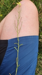 Erysimum crepidifolium