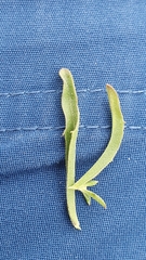 Erysimum crepidifolium