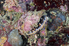 Pteriidae