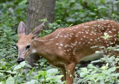 Odocoileus virginianus