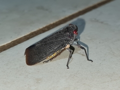 Acraephia perspicillata