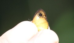 Ypthima fulvida