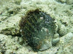 Pinctada margaritifera