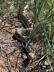 Pituophis catenifer sayi