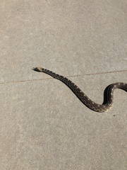 Pituophis catenifer sayi