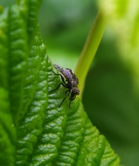 Platystoma seminationis