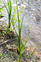 Sparganium erectum
