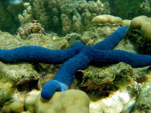 Azure sea star