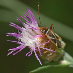 Adelphocoris reichelii