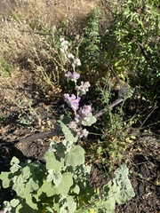 Malacothamnus helleri