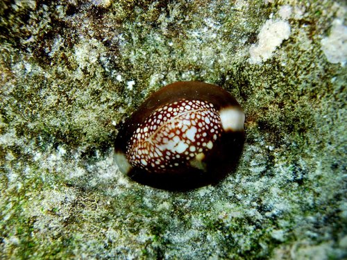 Serpent's head cowrie