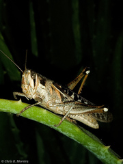 Schistocerca subspurcata