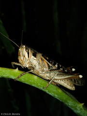 Schistocerca subspurcata