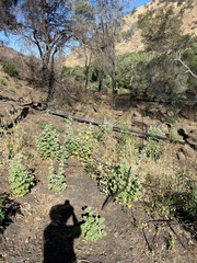 Malacothamnus helleri