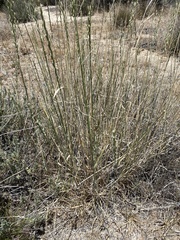 Thinopyrum intermedium barbulatum