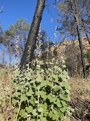 Malacothamnus helleri