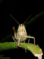 Schistocerca subspurcata