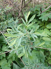 Salix elbursensis