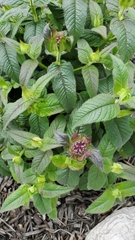 Monarda didyma